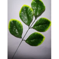 Green Leaves Branch فرع أوراق شجر